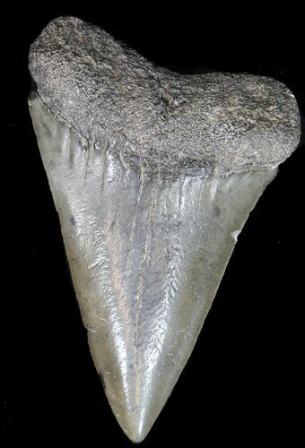 Large Fossil Mako Shark Tooth - Georgia #39268